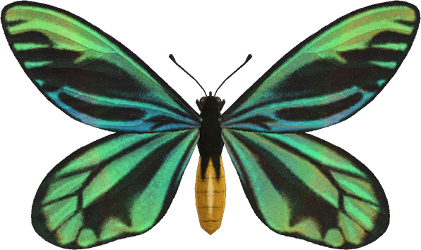 Queen Alexandra's Birdwing Animal Crossing New Horizons | ACNH Critter - ACNHMALL