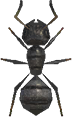Ant Animal Crossing New Horizons | ACNH Critter - ACNHMALL