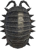 Pill Bug Animal Crossing New Horizons | ACNH Critter - ACNHMALL
