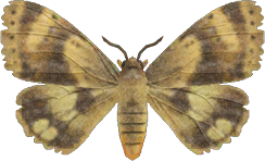 Moth Animal Crossing New Horizons | ACNH Critter - ACNHMALL