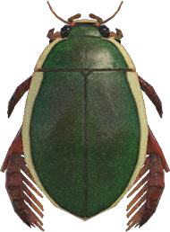 Diving Beetle Animal Crossing New Horizons | ACNH Critter - ACNHMALL