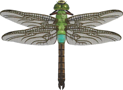 Darner Dragonfly Animal Crossing New Horizons | ACNH Critter - ACNHMALL
