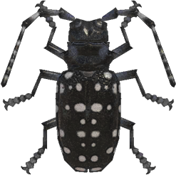 Citrus Long-Horned Beetle Animal Crossing New Horizons | ACNH Critter - ACNHMALL