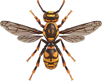 Wasp Animal Crossing New Horizons | ACNH Critter - ACNHMALL