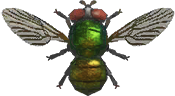 Fly Animal Crossing New Horizons | ACNH Critter - ACNHMALL