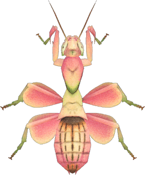 Orchid Mantis Animal Crossing New Horizons | ACNH Critter - ACNHMALL
