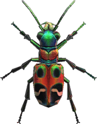 Tiger Beetle Animal Crossing New Horizons | ACNH Critter - ACNHMALL