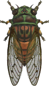 Evening Cicada Animal Crossing New Horizons | ACNH Critter - ACNHMALL