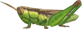 Rice Grasshopper Animal Crossing New Horizons | ACNH Critter - ACNHMALL