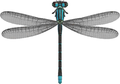 Damselfly Animal Crossing New Horizons | ACNH Critter - ACNHMALL