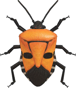 Man-Faced Stink Bug Animal Crossing New Horizons | ACNH Critter - ACNHMALL
