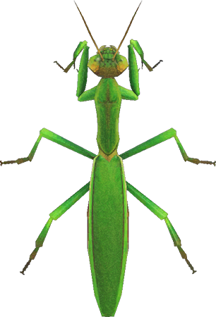 Mantis Animal Crossing New Horizons | ACNH Critter - ACNHMALL