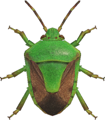 Stinkbug Animal Crossing New Horizons | ACNH Critter - ACNHMALL
