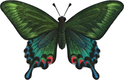 Peacock Butterfly Animal Crossing New Horizons | ACNH Critter - ACNHMALL