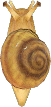 Snail Animal Crossing New Horizons | ACNH Critter - ACNHMALL