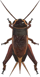 Cricket Animal Crossing New Horizons | ACNH Critter - ACNHMALL