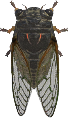Giant Cicada Animal Crossing New Horizons | ACNH Critter - ACNHMALL
