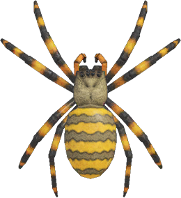 Spider Animal Crossing New Horizons | ACNH Critter - ACNHMALL