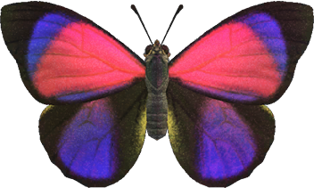 Agrias Butterfly