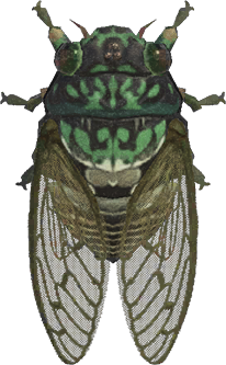Robust Cicada Animal Crossing New Horizons | ACNH Critter - ACNHMALL