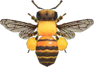 Honeybee Animal Crossing New Horizons | ACNH Critter - ACNHMALL