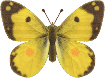 Yellow Butterfly