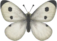 Common Butterfly Animal Crossing New Horizons | ACNH Critter - ACNHMALL