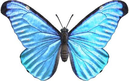 Emperor Butterfly Animal Crossing New Horizons | ACNH Critter - ACNHMALL