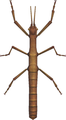 Walking Stick Animal Crossing New Horizons | ACNH Critter - ACNHMALL