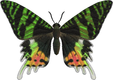 Madagascan Sunset Moth Animal Crossing New Horizons | ACNH Critter - ACNHMALL