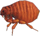 Flea Animal Crossing New Horizons | ACNH Critter - ACNHMALL