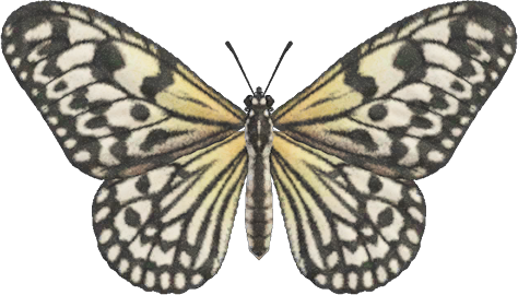 Paper Kite Butterfly Animal Crossing New Horizons | ACNH Critter - ACNHMALL