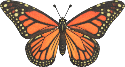 Monarch Butterfly Animal Crossing New Horizons | ACNH Critter - ACNHMALL
