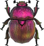 Earth-Boring Dung Beetle Animal Crossing New Horizons | ACNH Critter - ACNHMALL