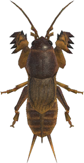 Mole Cricket Animal Crossing New Horizons | ACNH Critter - ACNHMALL