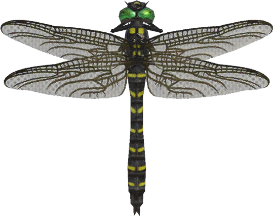 Banded Dragonfly Animal Crossing New Horizons | ACNH Critter - ACNHMALL