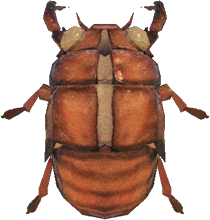 Cicada Shell Animal Crossing New Horizons | ACNH Critter - ACNHMALL