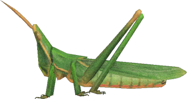 Long Locust Animal Crossing New Horizons | ACNH Critter - ACNHMALL