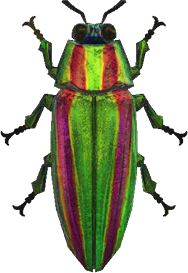 Jewel Beetle Animal Crossing New Horizons | ACNH Critter - ACNHMALL