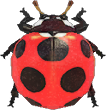 Ladybug Animal Crossing New Horizons | ACNH Critter - ACNHMALL