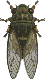 Walker Cicada Animal Crossing New Horizons | ACNH Critter - ACNHMALL