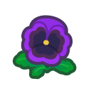 Purple Pansies