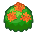 Orange Tea Olive Bush