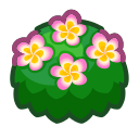 Pink Plumeria Bush