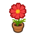 Red Cosmos Plant