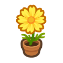 Yellow Cosmos Plant