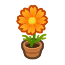 Orange Cosmos Plant
