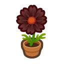 Black Cosmos Plant