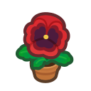 Red Pansy Plant