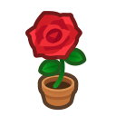 Red Rose Plant